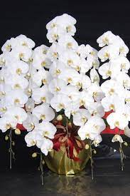 プレゼントにおすすめ！！通販サイトで買える胡蝶蘭の大人気商品５選！！