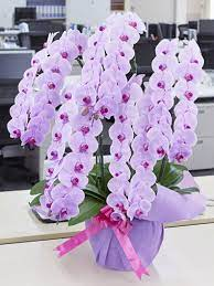 花が好きな人に胡蝶蘭をプレゼントしたい時におすすめの通販サイトを解説！！