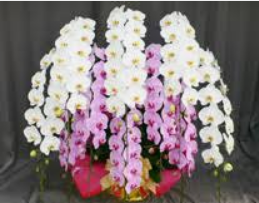 女性に胡蝶蘭をプレゼントする場面とおすすめしたい品種５選についての解説！！