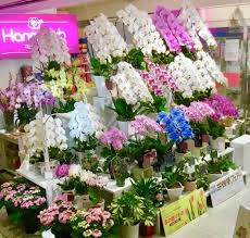 福岡県に大輪胡蝶蘭を当日発送する方法は？おすすめの通販サイトを紹介！！
